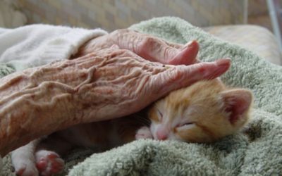 LAS MASCOTAS CONSIDERADAS EN LA TERAPIA PARA EL ALZHEIMER